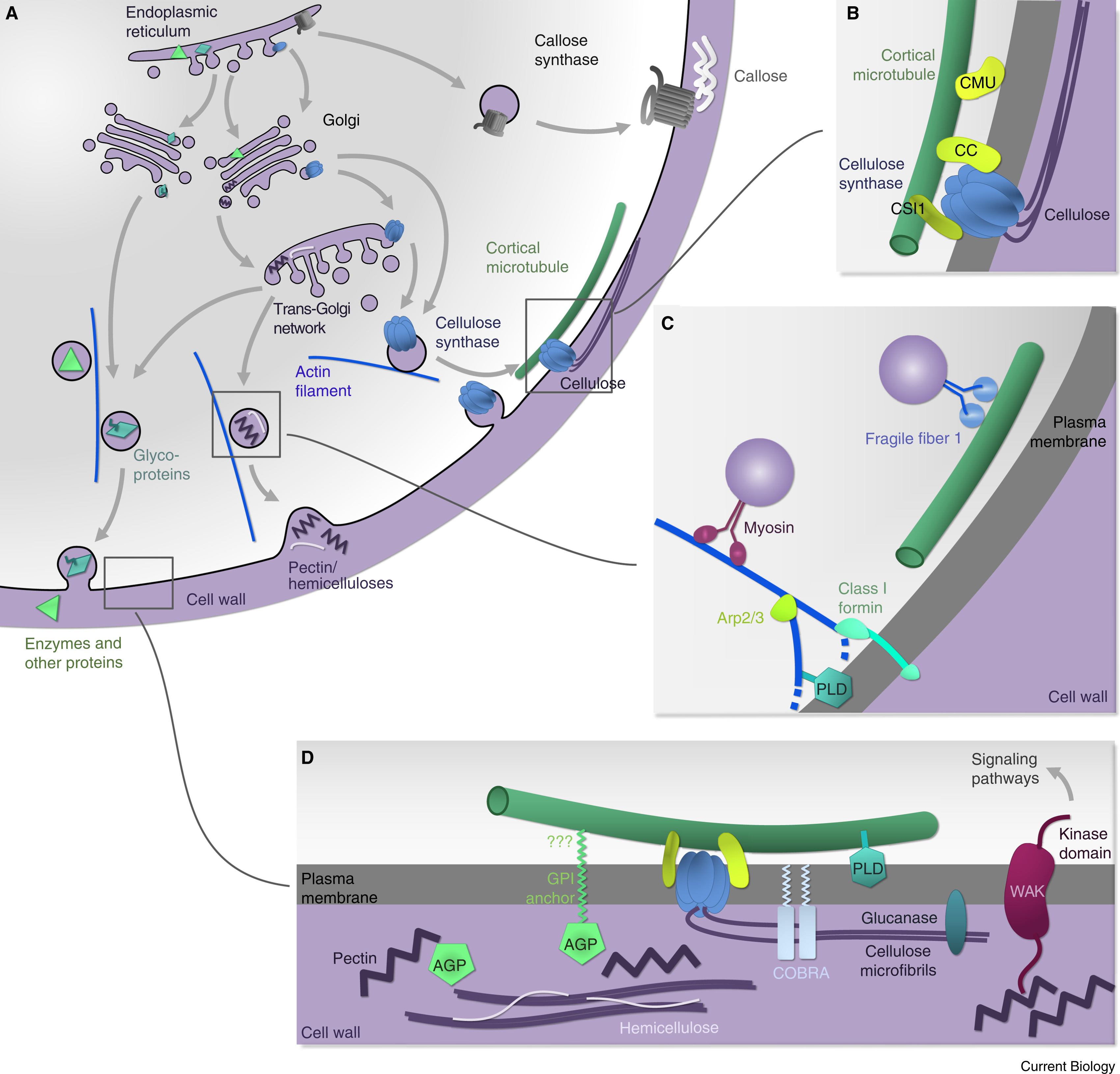 Cytoskeletal regulation of primary plant cell wall assembly